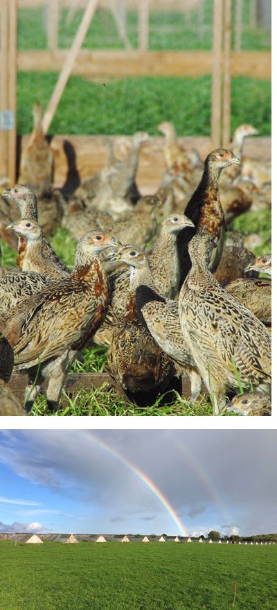 Heart of England Farms - Breeders of Quality Game Stock
